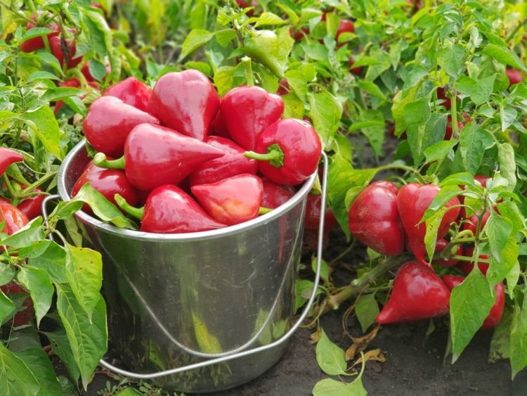 Перцы дадут в два раза больше плодов - две волшебные подкормки для увеличения урожайности