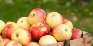 Щоб не псувалися яблука: копійчаний засіб з аптечки допоможе довше зберегти врожай - today.ua