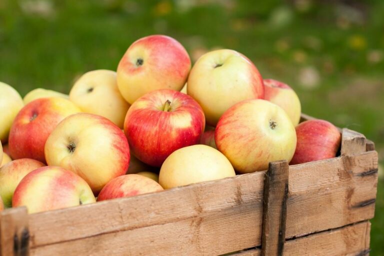 Щоб не псувалися яблука: копійчаний засіб з аптечки допоможе довше зберегти врожай - today.ua