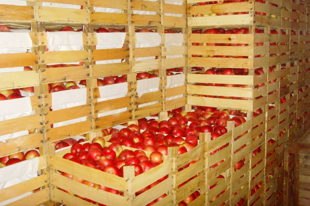Чтобы не портились яблоки: копеечное средство из аптечки поможет дольше сохранить урожай