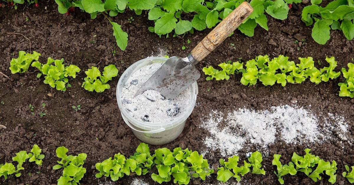 Названо один дешевий продукт, який зробить підживлення з попелу вдвічі ефективнішим