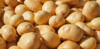 В Украине упали цены на картошку: как изменилась стоимость овоща в супермаркетах - today.ua