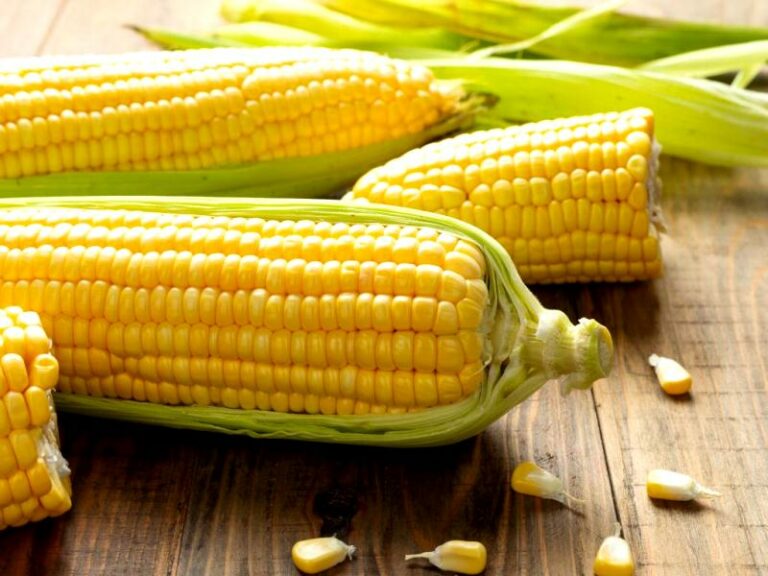 Унікальна патріотична кукурудза: в Україні з'явилися качани у синьо-жовтих тонах – фото  - today.ua