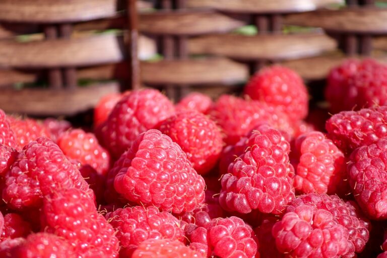 В Украине обвалились цены на малину: сколько стоит ягода на рынках в начале августа - today.ua