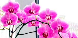 Названы подручные средства для удобрения орхидей: растения будут цвести круглый год  - today.ua