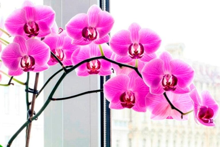 Чем поливать орхидею для круглогодичного цветения: четыре проверенных натуральных средства - today.ua