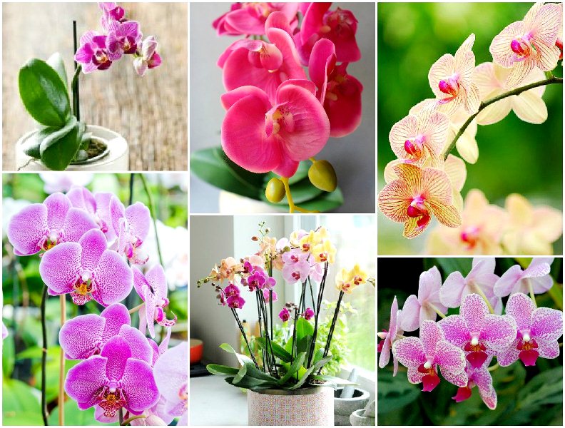 Орхідея зацвіте: 4 способа “розбудити“ примхливу рослину