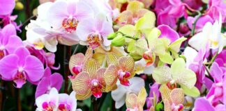 Як розмножити орхідею: 4 простих способи від садівників - today.ua