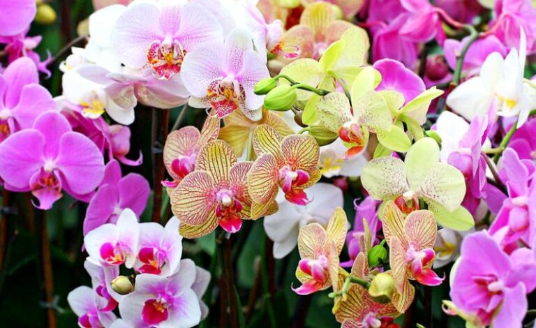 Способы размножения орхидей в домашних условиях