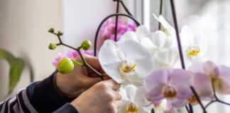 Чем удобрить орхидею, чтобы она цвела весь год: натуральное средство из холодильника  - today.ua