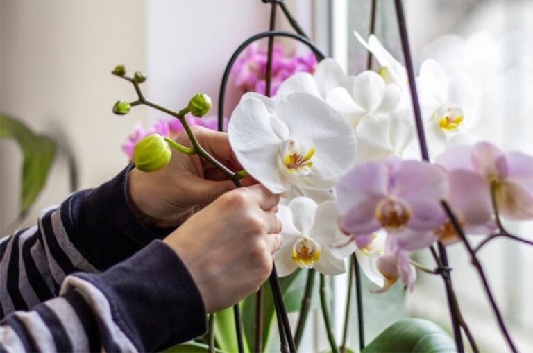 Чем удобрить орхидею, чтобы она цвела весь год: натуральное средство из холодильника  - today.ua