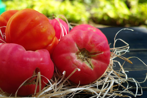 В Украине подешевели помидоры: сколько стоят овощи в супермаркетах в конце лета