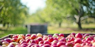 Украинцам рассказали, что будет с ценами на яблоки осеннего урожая - today.ua
