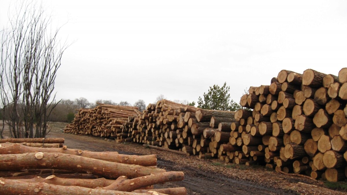 В Украине выросли цены на дрова: где выгоднее закупиться на зиму, и какие породы деревьев выбирать