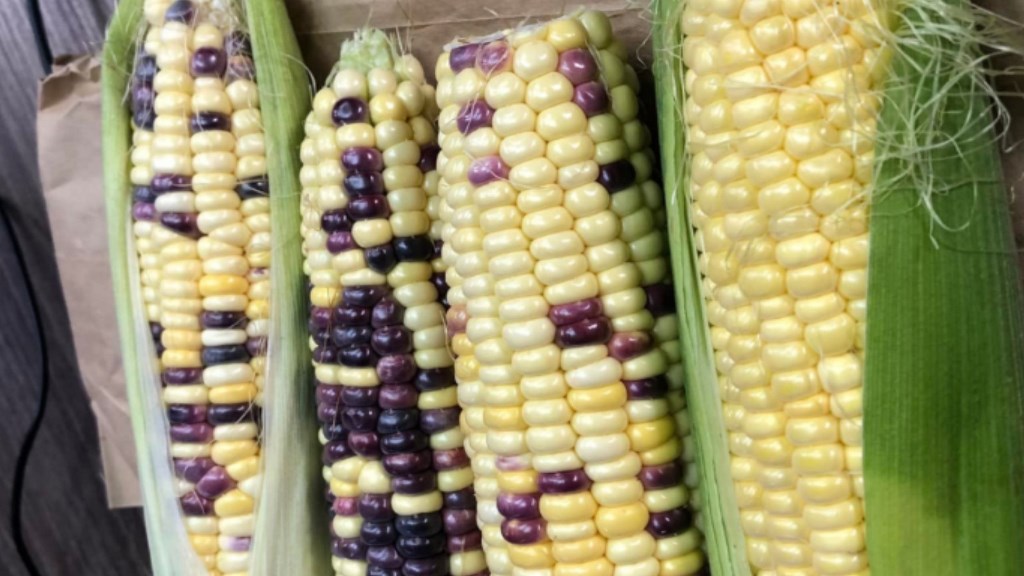 Унікальна патріотична кукурудза: в Україні з'явилися качани у синьо-жовтих тонах – фото 