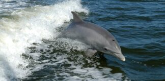 Масова загибель дельфінів у Чорному морі: через скупчення російських кораблів почався мор - today.ua
