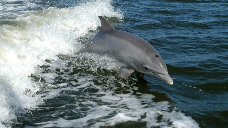 Массовая гибель дельфинов в Черном море: из-за скопления российских кораблей начался мор   - today.ua