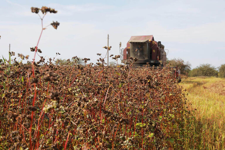 В Украине ожидают рекордного урожая гречки: как изменятся цены на крупу - today.ua