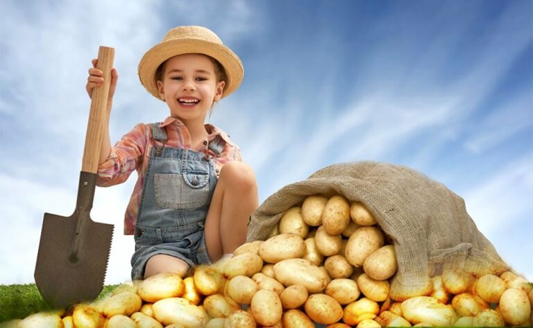 На 46% дороже: названы новые цены на картофель в начале сентября  - today.ua