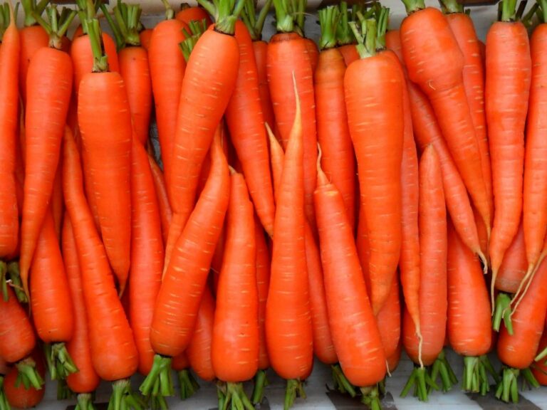 Морковь в Украине подорожала в три раза: производители назвали причины роста цен на популярный овощ - today.ua