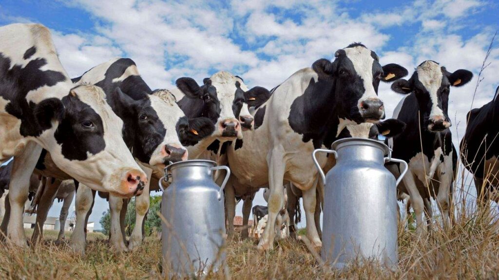 В Україні продовжать зростати ціни на молоко: виробники назвали причини