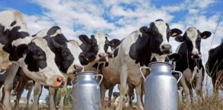 В Україні продавці знижують вартість молочних продуктів: які тепер ціни на молоко, сир та сметану - today.ua