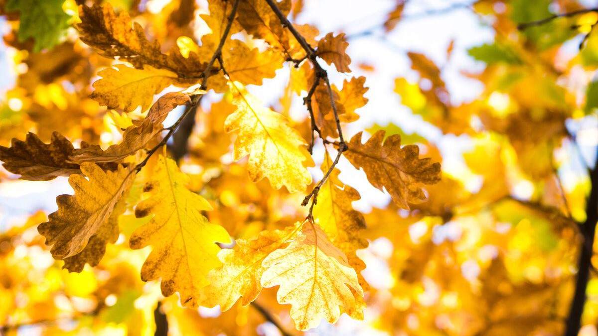 Невероятно тепло и сухо: синоптики рассказали, какой погоды ждать украинцам в октябре