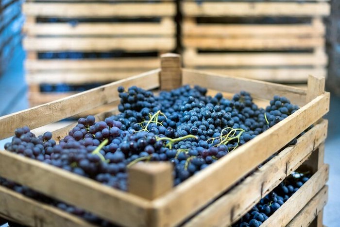 Як зберегти вдома виноград до весни: найпростіші та робочі лайфхаки