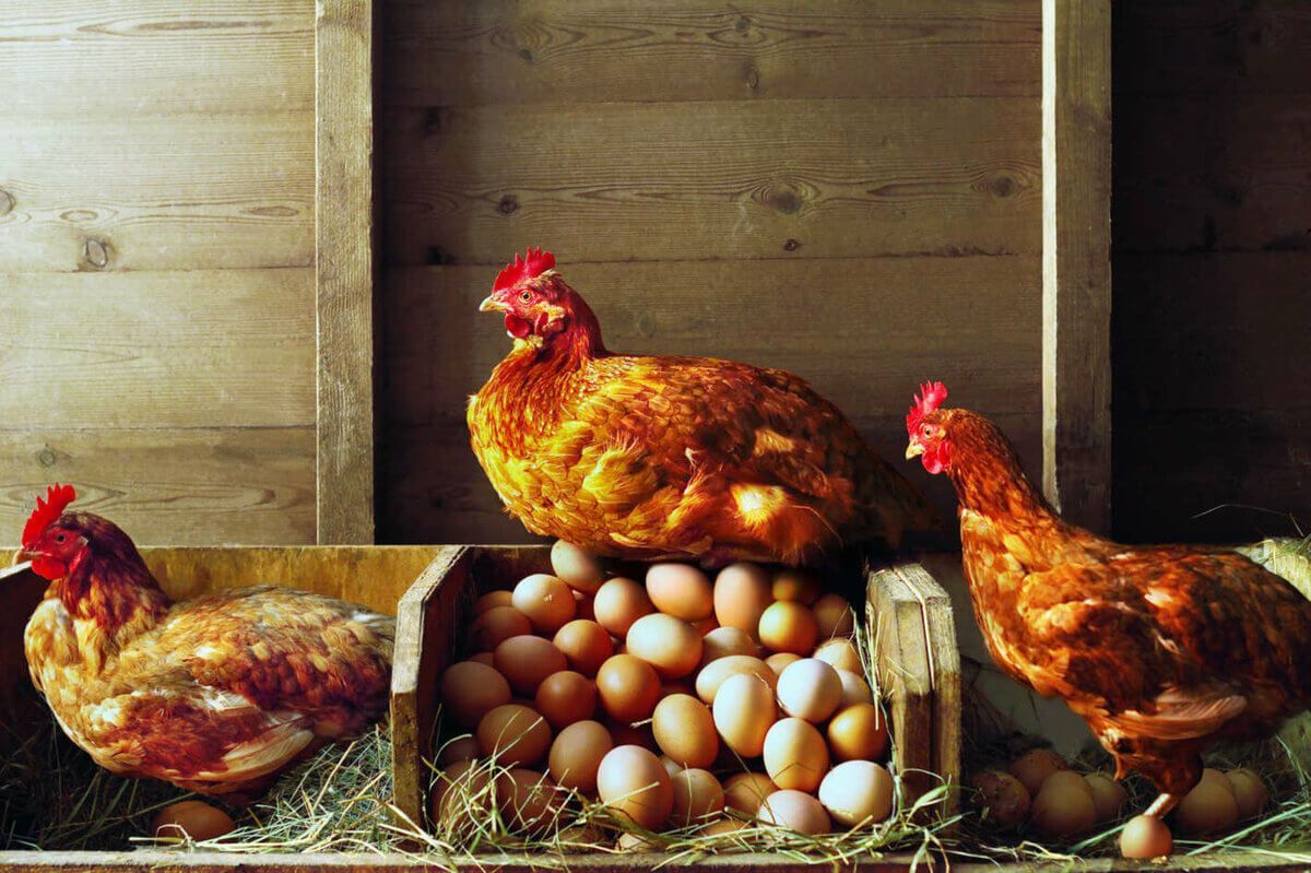 Яйця в Україні подешевшають: у Кабміні назвали терміни стабілізації цін на основні продукти харчування