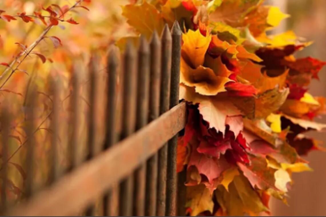 Бабье лето уже на носу: синоптики рассказали о погоде в Украине до конца недели