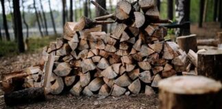 Штрафи за дрова: яке покарання загрожує українцям за самовільну вирубку дерев у лісі - today.ua