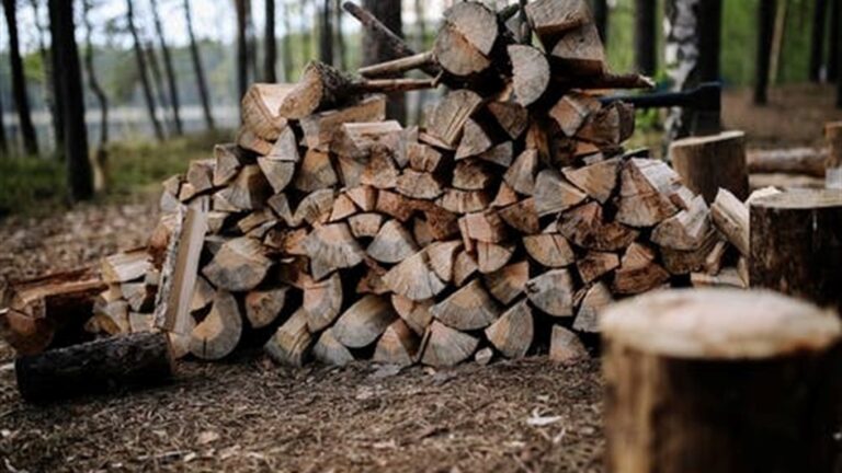 Штрафы за дрова: какое наказание грозит украинцам за самовольную вырубку деревьев в лесу - today.ua