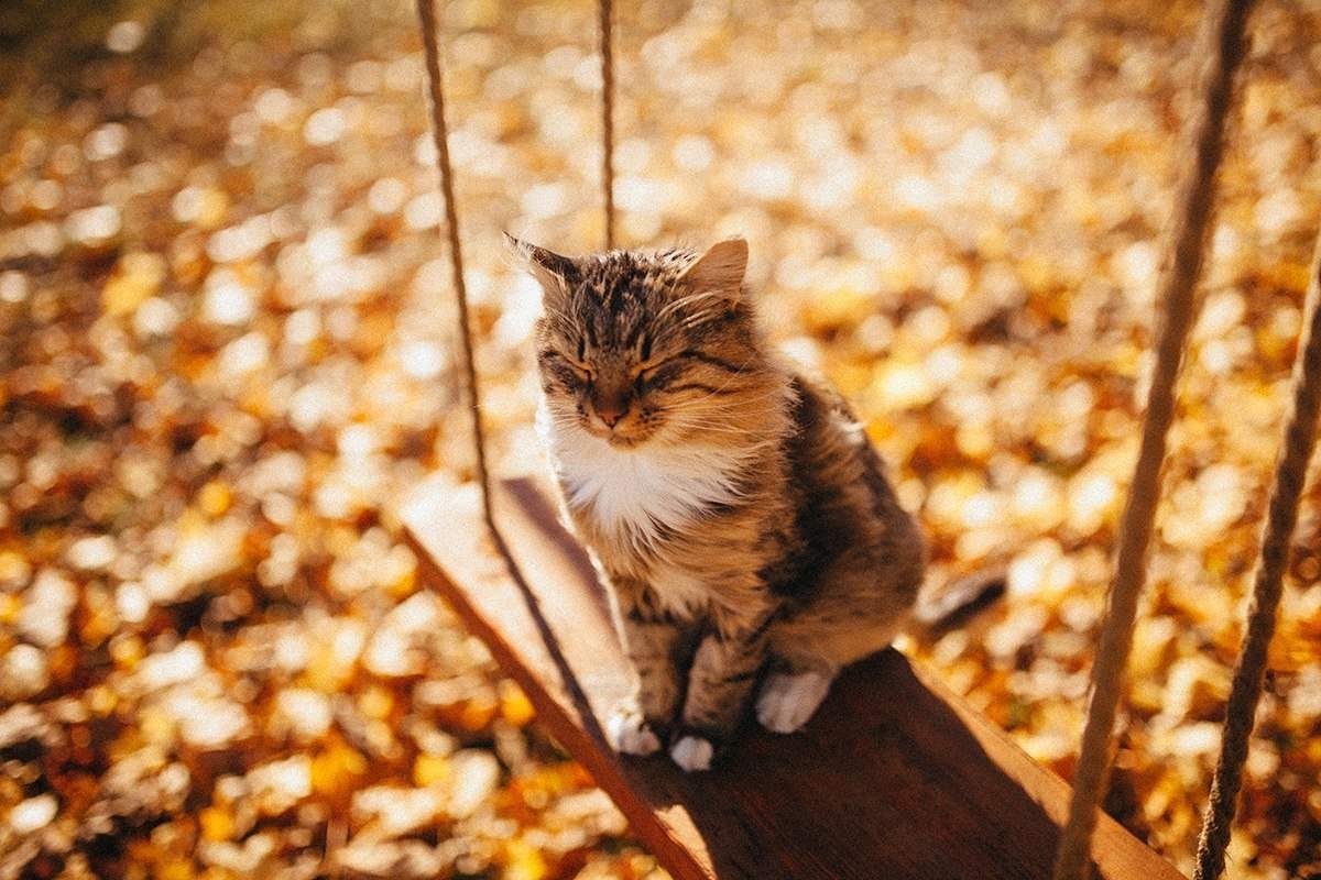 В Украину вернется потепление и прекратятся дожди: синоптики прогнозируют смену погоды со следующей недели