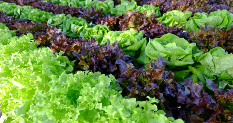 В Украине подорожала зелень: на сколько выросли цены на укроп, салат и зеленый лук - today.ua