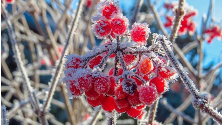 Перші заморозки та снігопади: синоптики розповіли, коли в Україні різко похолодає ще до початку зими - today.ua