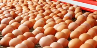 Яйца в Украине подешевеют: в Кабмине назвали сроки стабилизации цен на основные продукты питания - today.ua