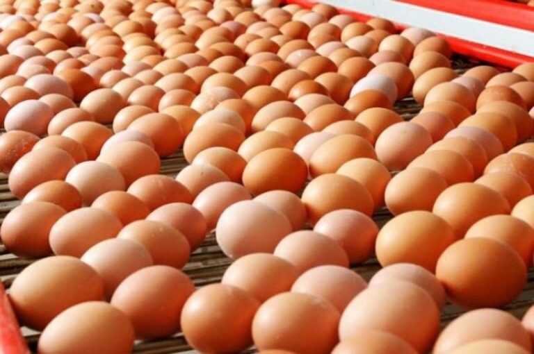 Яйца в Украине подешевеют: в Кабмине назвали сроки стабилизации цен на основные продукты питания - today.ua