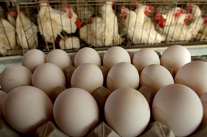 Ціни на яйця у новому році залишаться старими: названі причини