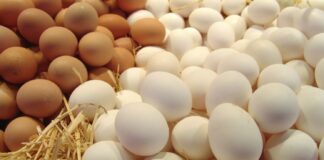 Появился неблагоприятный прогноз по ценам на яйца в следующем году - today.ua