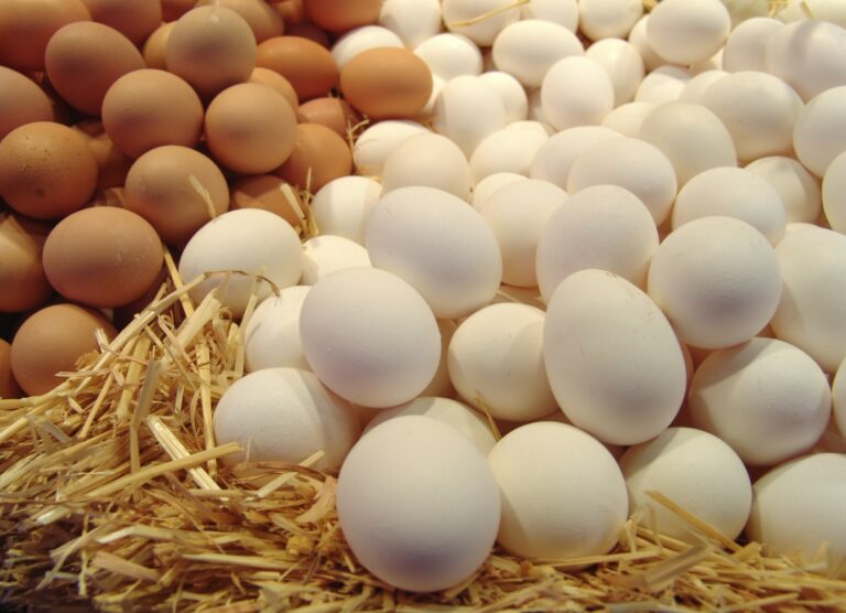 З'явився несприятливий прогноз щодо цін на яйця у наступному році  - today.ua