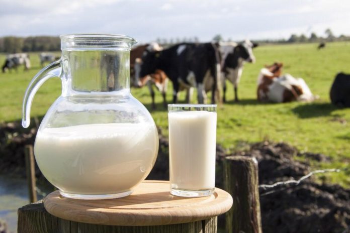 В Украине продолжают дорожать молочные продукты: на сколько повысились цены на сыр, масло, сметану и творог в ноябре