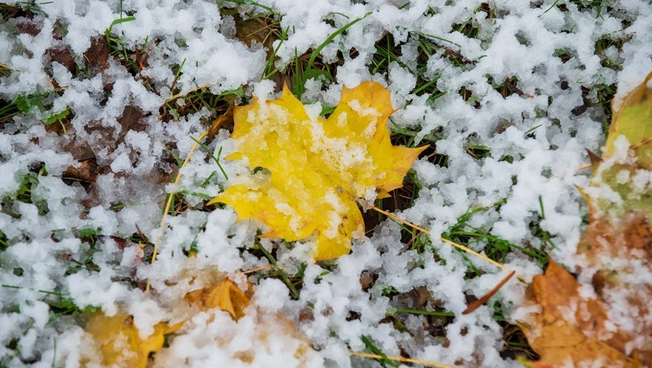 Новий рік без снігу: синоптики оновили прогноз погоди в Україні на грудень 2022 року