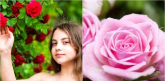 Названы лучшие осенние удобрения для роз для пышного цветения весной и летом  - today.ua