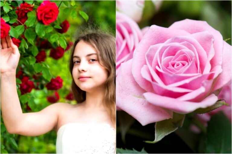 Названо кращі осінні добрива для троянд для пишного цвітіння навесні та влітку - today.ua