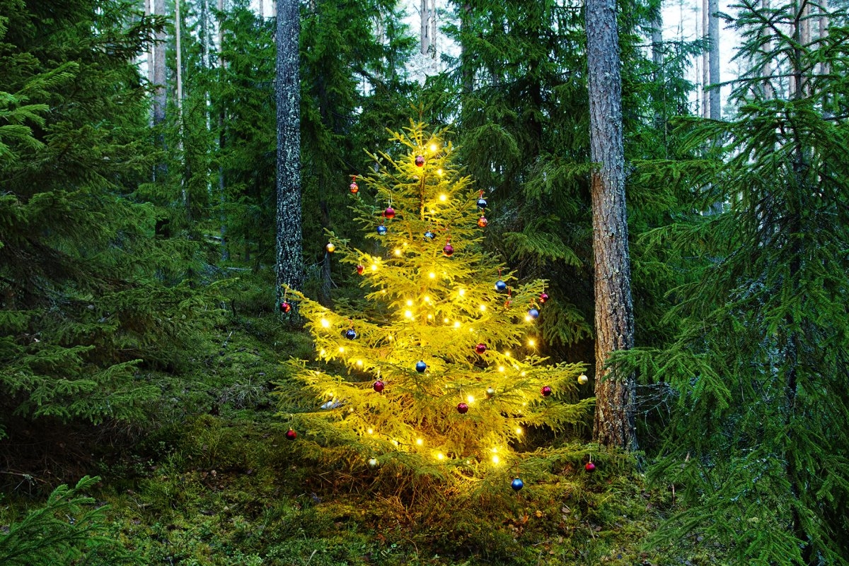 Новий рік без снігу: синоптики оновили прогноз погоди в Україні на грудень 2022 року