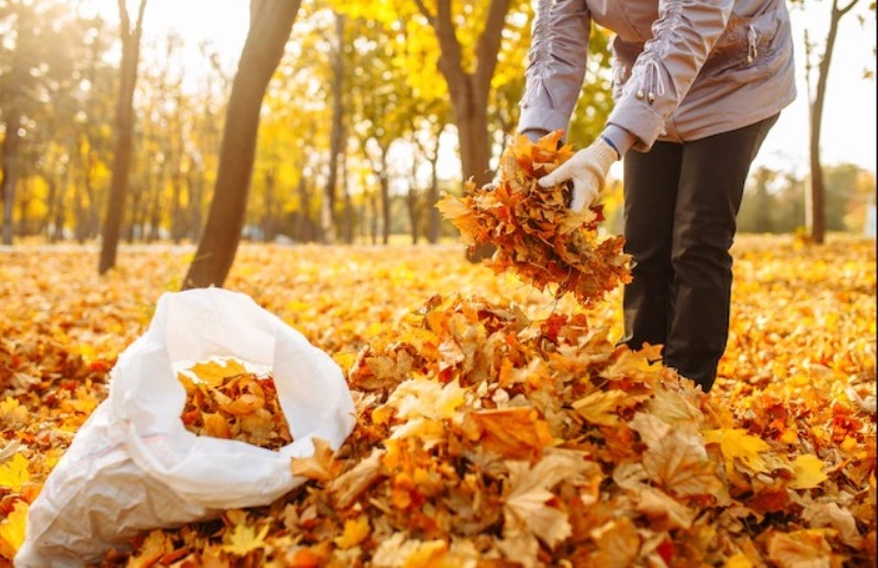 Безкоштовне та ефективне: названо краще добриво для городу, яке можна використовувати у листопаді