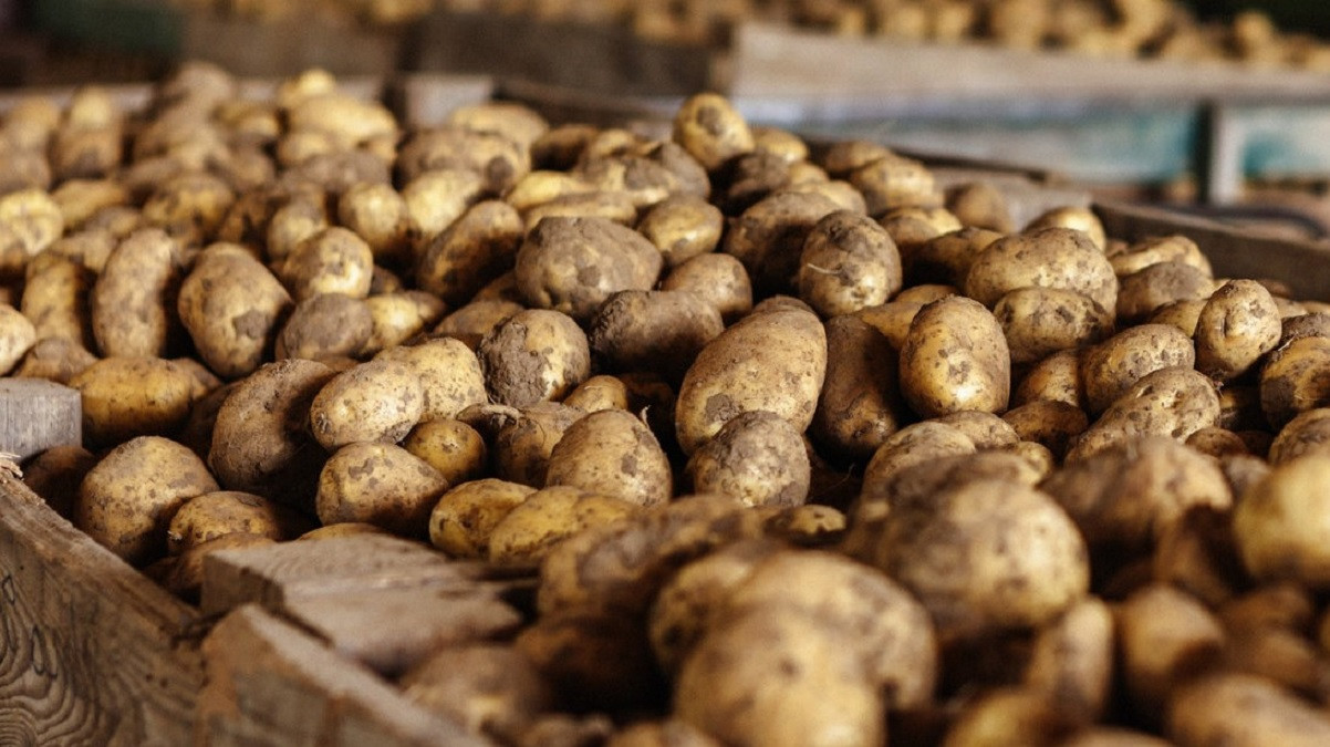 Українцям назвали головні причини подорожчання картоплі взимку: прогнози фермерів