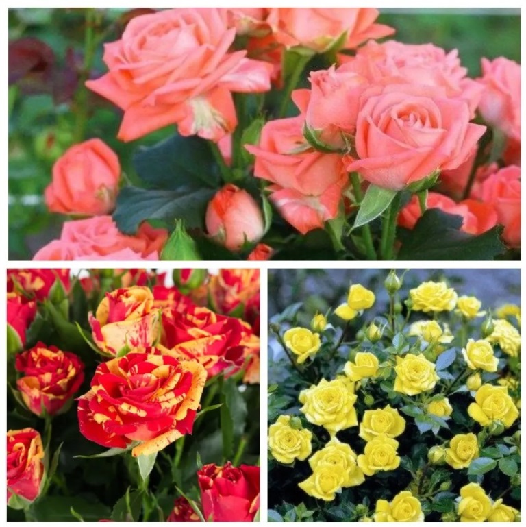 Названы лучшие осенние удобрения для роз для пышного цветения весной и летом 