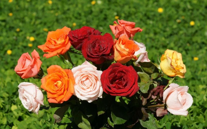 Названы лучшие осенние удобрения для роз для пышного цветения весной и летом 