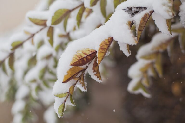 После первого снега и заморозков Украину накроет еще одна волна потепления: синоптики сделали прогноз погоды до конца ноября - today.ua